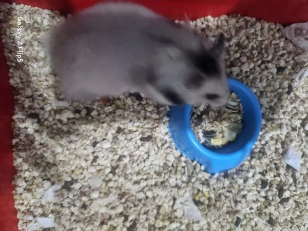 Criceto Dorato  | Foto 2