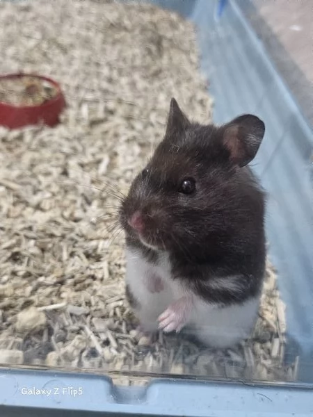 Criceto Dorato  | Foto 1