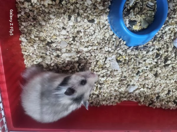 Criceto Dorato  | Foto 0