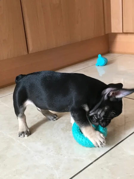 cuccioli di bouledogue francese 
