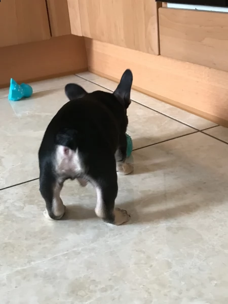 cuccioli di bouledogue francese  | Foto 1