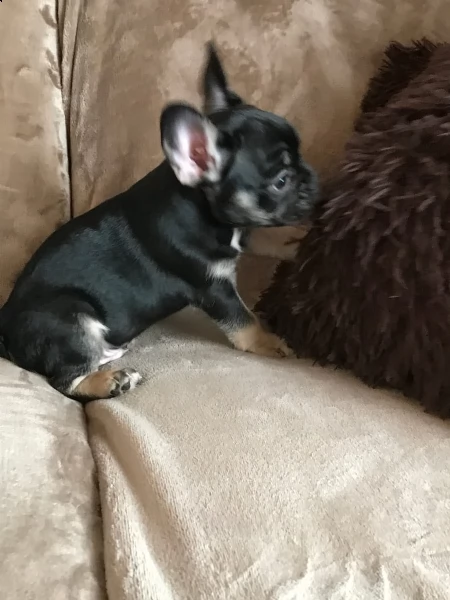 cuccioli di bouledogue francese  | Foto 0