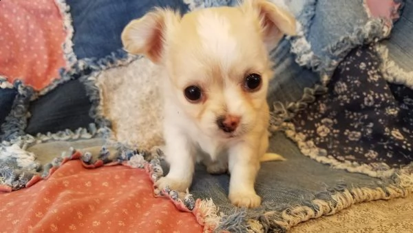  spettacolari cuccioli di chihuahua con pedigree  | Foto 0