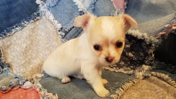  spettacolari cuccioli di chihuahua con pedigree 