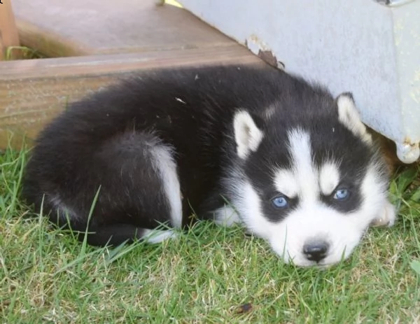  siberian husky cucciolata occhi azzurri  | Foto 1