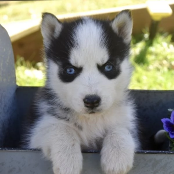 kuccioli razza siberian husky occhi bluu | Foto 0