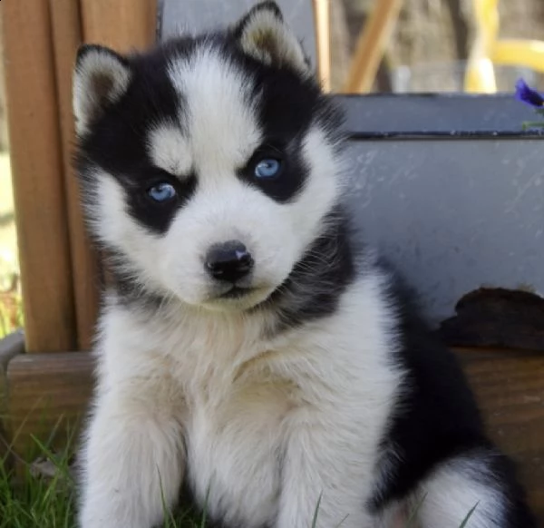 kuccioli razza siberian husky occhi bluu