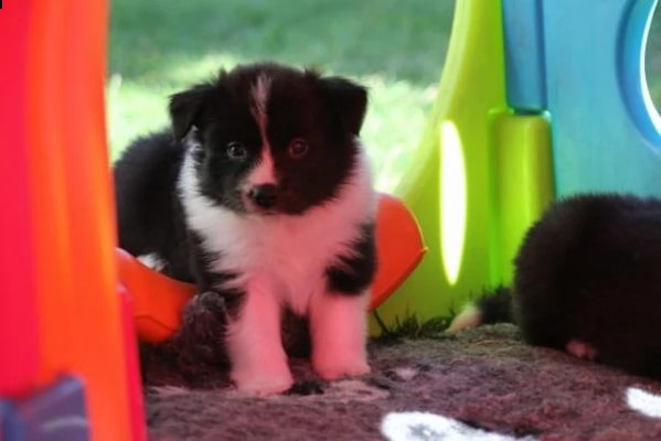  cuccioli di border collie 