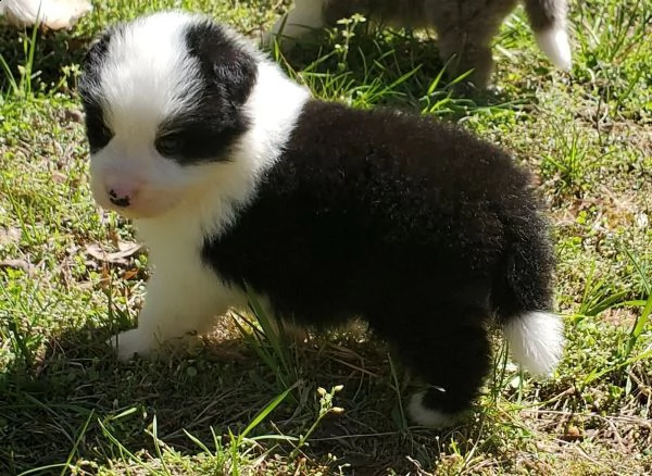  cuccioli di border collie  | Foto 2