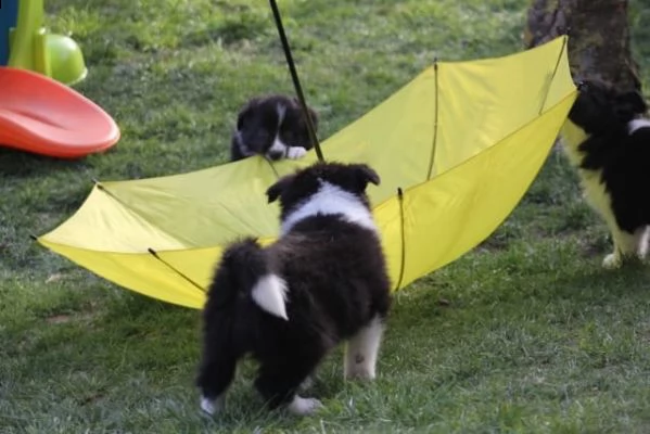  cuccioli di border collie  | Foto 1