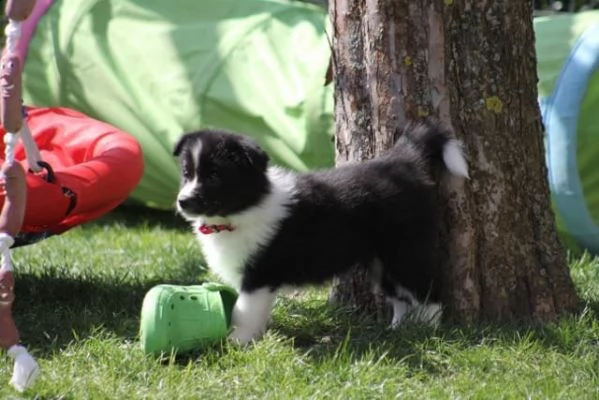  cuccioli di border collie  | Foto 0