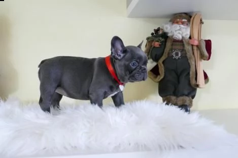  cuccioli bouledogue francesi disponibili[at]  | Foto 0