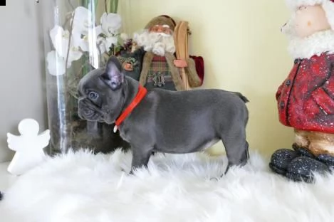  cuccioli bouledogue francesi disponibili[at] 