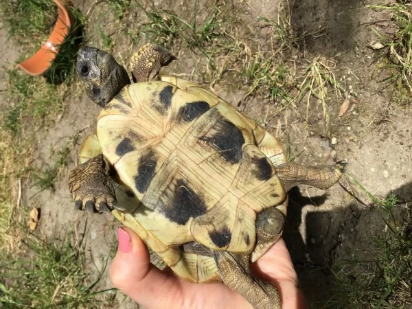 Occasione - hermanni boettgeri | Foto 3