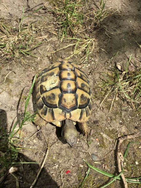 Occasione - hermanni boettgeri