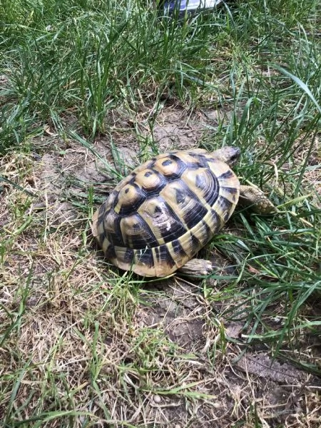 Occasione - hermanni boettgeri | Foto 2