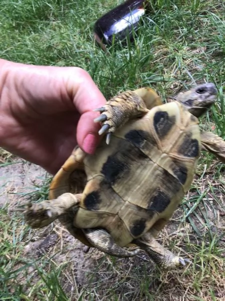 Occasione - hermanni boettgeri | Foto 1