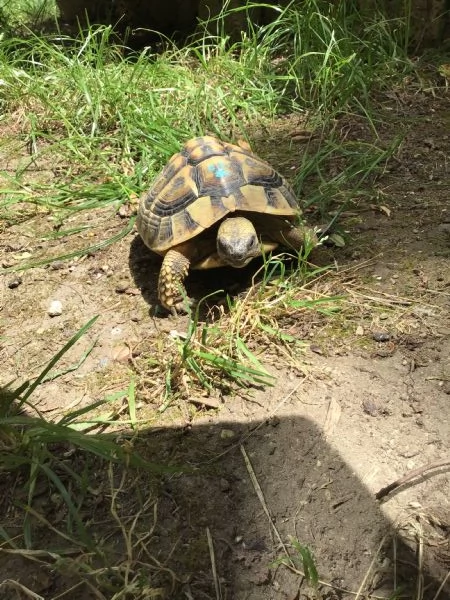 Occasione - hermanni boettgeri | Foto 0