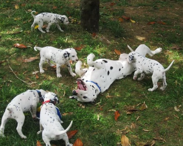 straordinari cuccioli con pedigree | Foto 1