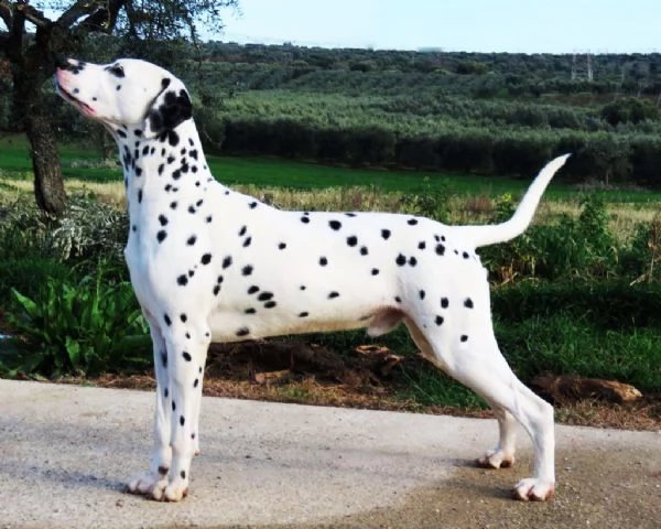 straordinari cuccioli con pedigree | Foto 0