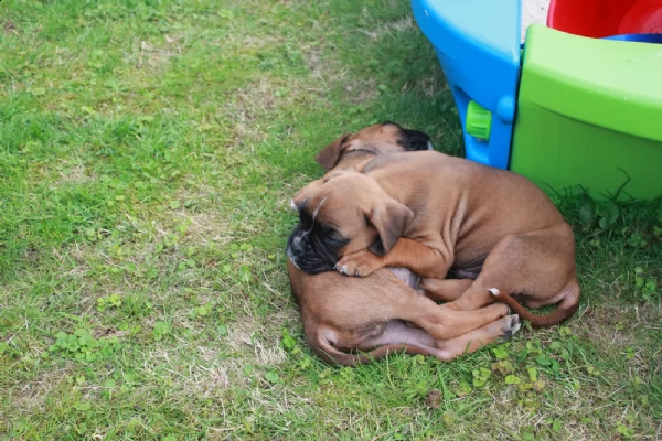 dolcissimo cucciolo di boxer maschio tigrato dispo | Foto 1