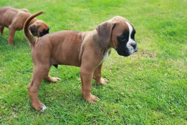 dolcissimo cucciolo di boxer maschio tigrato dispo | Foto 0