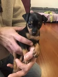 cucciola pincher nana  | Foto 0