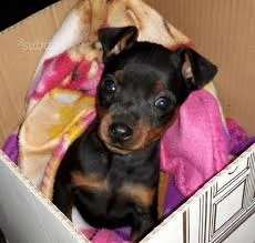 cucciola pincher nana 