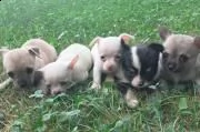 cuccioli di chihuahua con pedigree