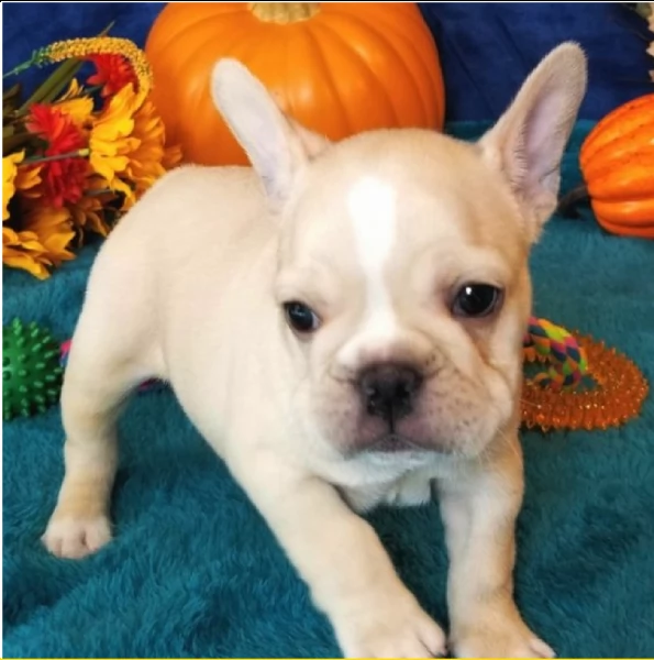 belli cuccioli bulldog francese  | Foto 0