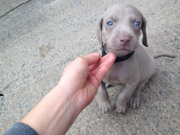 cuccioli di weimaraner solo per una casa di cura