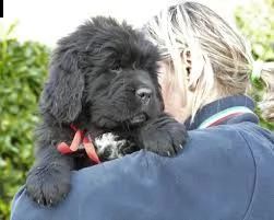 pronti cuccioli sani di terranova