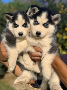 il meglio dei migliori cuccioli di siberian husky