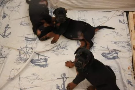 dobermann cucciola