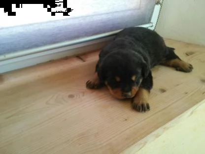 disponibile cucciolata rottweiler | Foto 1