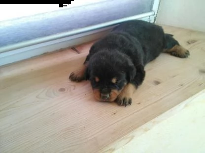 disponibile cucciolata rottweiler