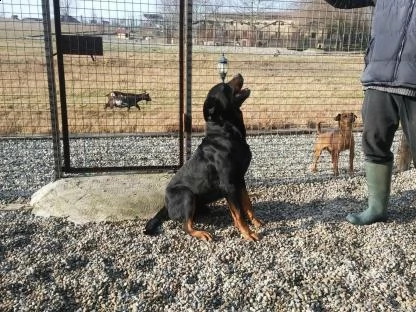 disponibile cucciolata rottweiler | Foto 0