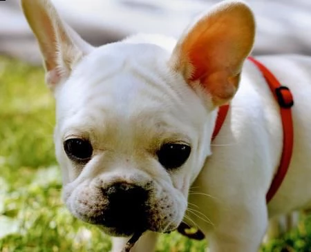 bouledogue francese (bulldog) | Foto 2