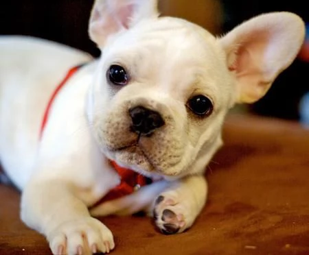 bouledogue francese (bulldog) | Foto 1