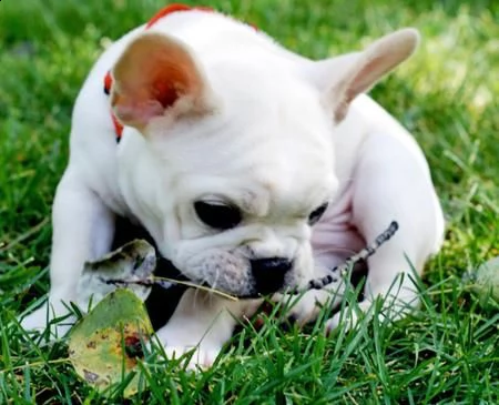 bouledogue francese (bulldog) | Foto 0