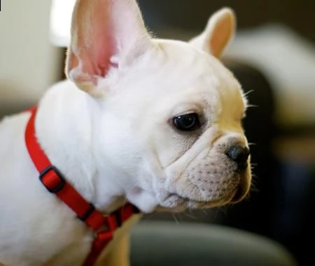 bouledogue francese (bulldog)