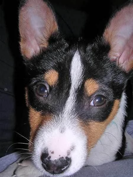 cucciola di basenji
