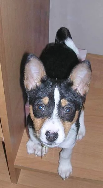 cucciola di basenji | Foto 0