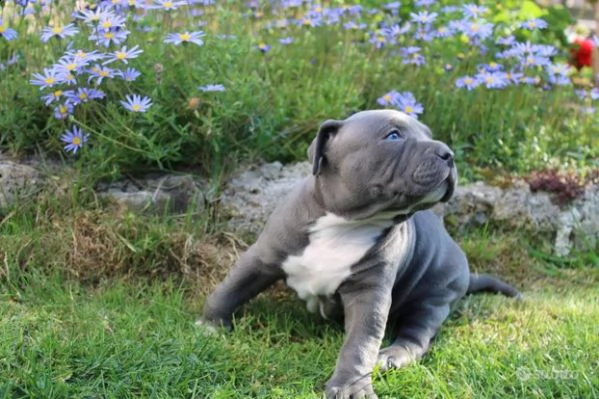 american pitbull ukc pedigree