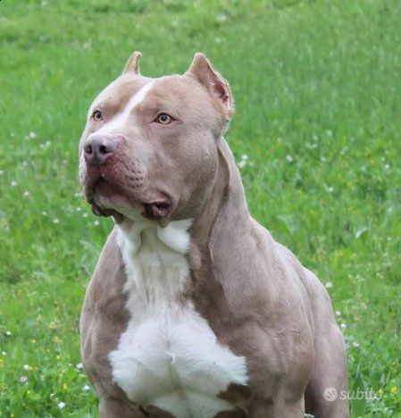 american pitbull ukc pedigree | Foto 0