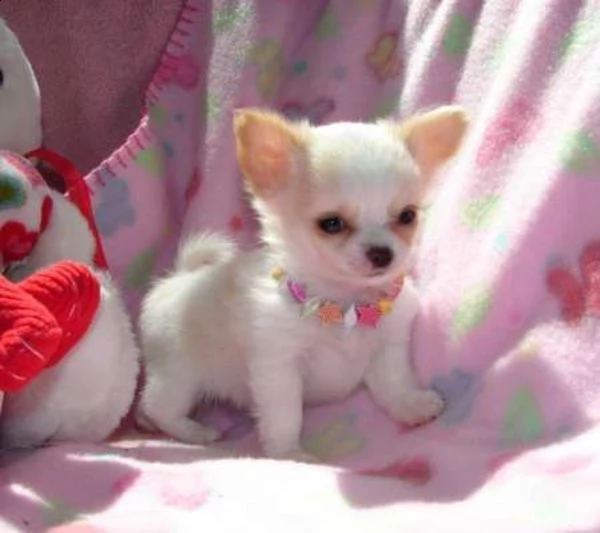 cucciola di chihuahua toy | Foto 0