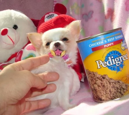 cucciola di chihuahua toy