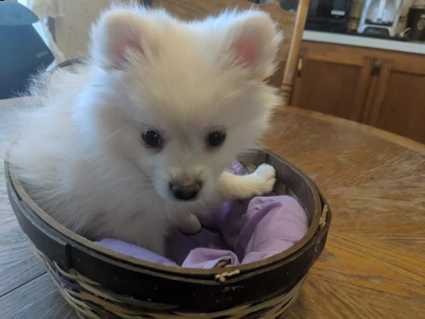  volpino della pomerania subito disponibili  | Foto 2