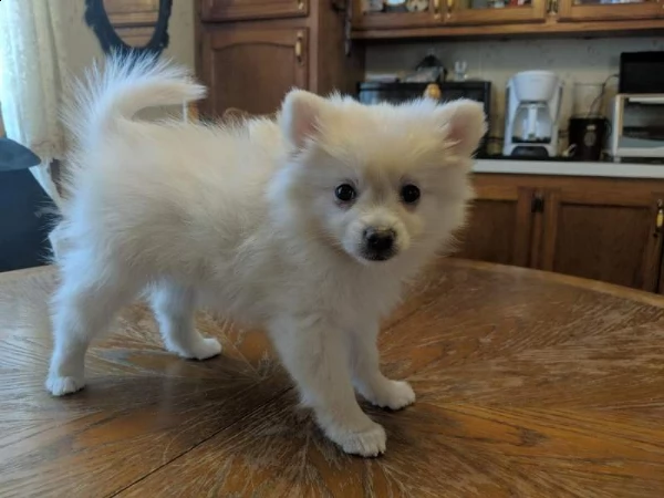  volpino della pomerania subito disponibili  | Foto 1