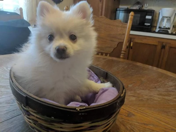  volpino della pomerania subito disponibili 